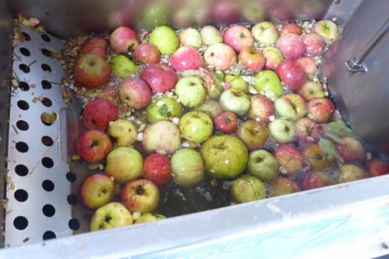 Obst (Äpfe) liegt in der Waschanlage unmittelbar vor dem Mosten. | Foto: Evelyn Boht